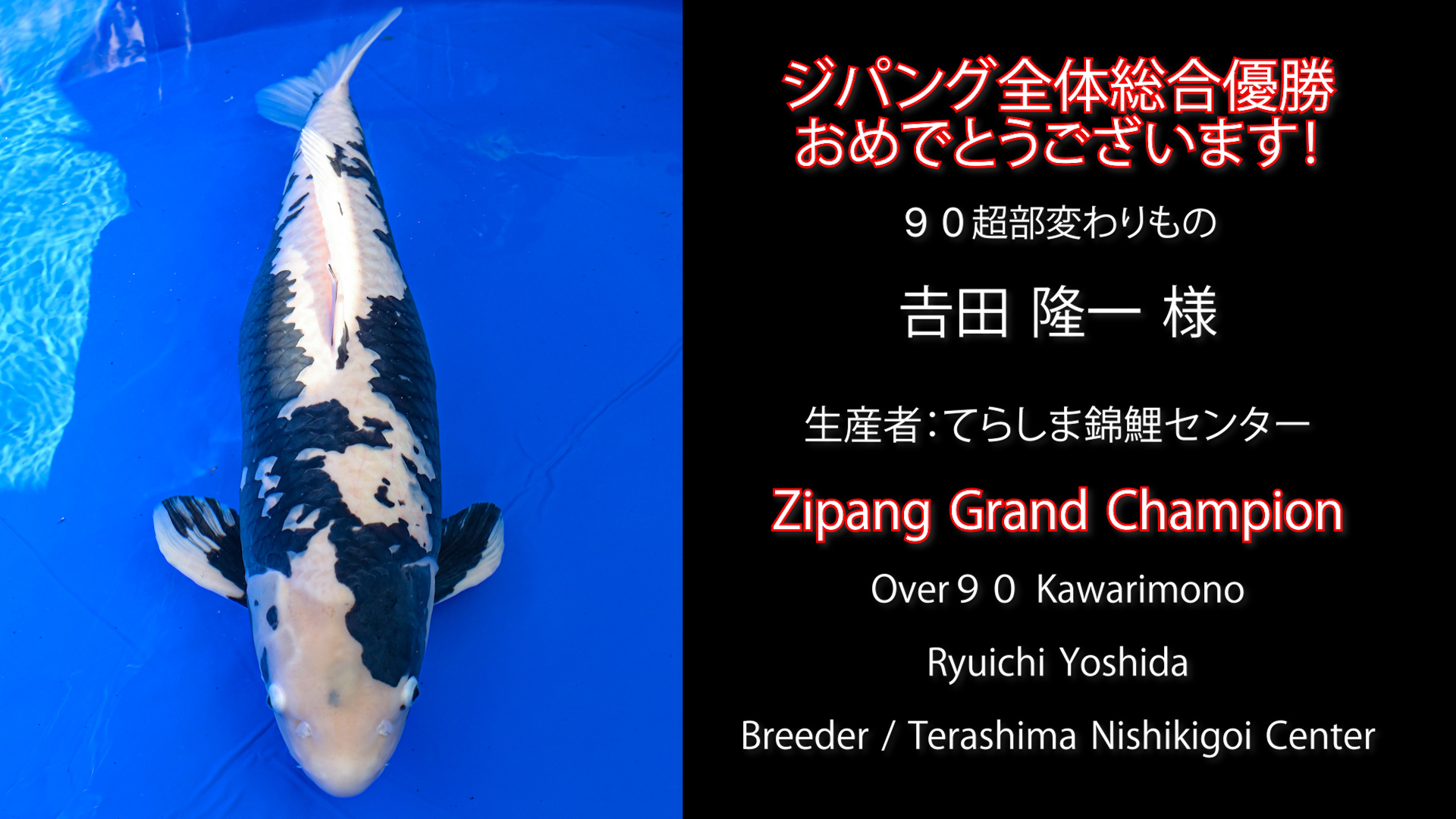 第60回 国際錦鯉品評会で𠮷田隆一様の「オールドブラッド 松川ばけ」が