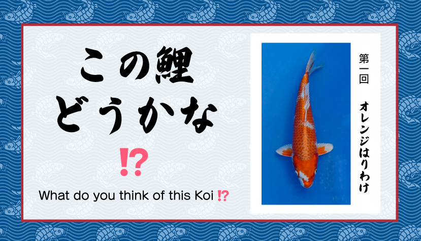 この鯉どうかな!?」のコーナー始めました！！ - てらしま錦鯉センター